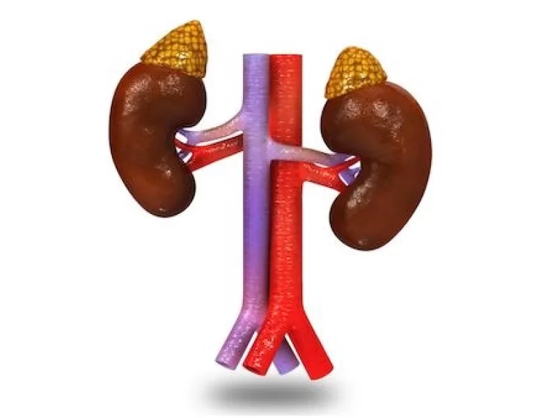 adrenal-androjenler-ve-hormonal-planda-rolu