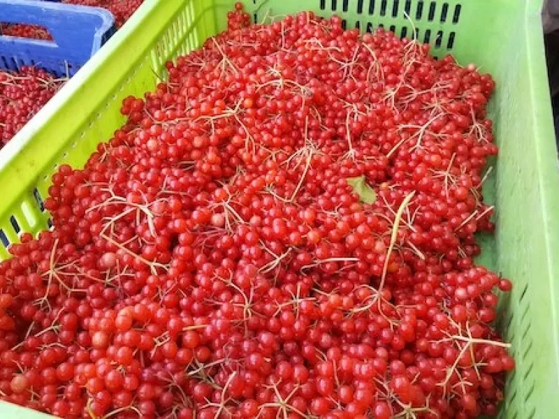 bobrek-tasi-hastaliginda-yayinlarla-girebolu-bitkisi