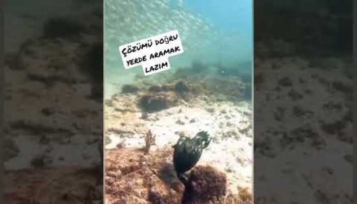 video,paylaşım,kameralı telefon,videofon,ücretsiz,yükleme