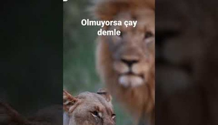 video,paylaşım,kameralı telefon,videofon,ücretsiz,yükleme