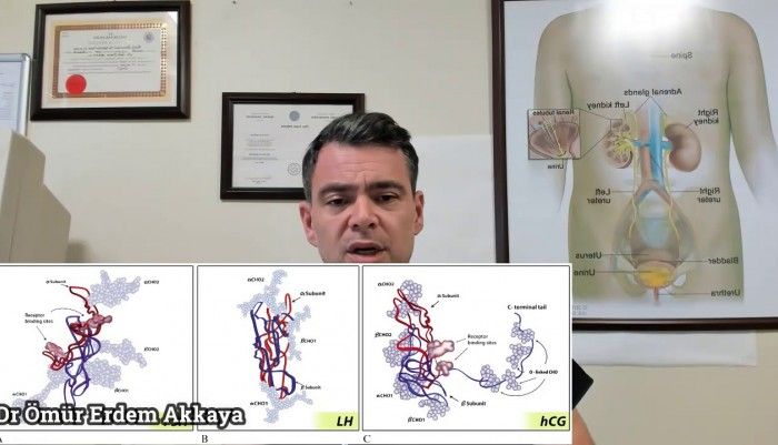 HCG,testosteron tedavisi,TRT,pregnyl,kısırlık,küçük penis,sertleşme bozukluğu,testosteron,choriomon,Penis büyütme,hormonla penis büyütme,doğal penis büyütme,Dr Ömür Erdem Akkaya,Manisa üroloji,Testosteron nedir